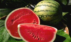 Cách chọn mua dưa hấu vừa ngon lại vừa ngọt cực dễ!