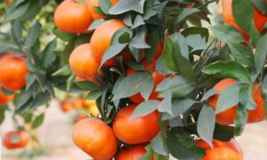Cách phân biệt cam canh chuẩn với cam canh Trung Quốc !
