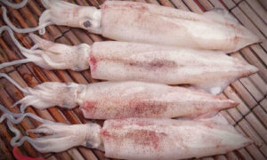 Hướng dẫn cách chọn hải sản tươi ngon, an toàn nhất !